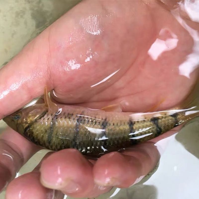 溪石斑彩虹光唇鱼原生鱼冷水鱼光唇鱼红腹光唇红腹光唇溪石斑