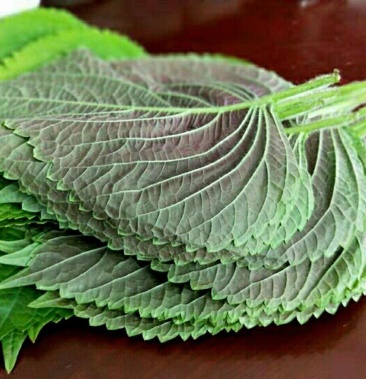 苏子叶新鲜蔬菜紫苏叶当季叶菜绿色农家现摘韩国烤肉包肉饭蘸