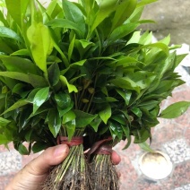 沉香苗，幼苗，现拔现发