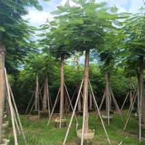 凤凰木各规格大量出售