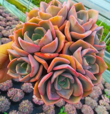 [多肉植物批发]彩虹糖180盆控养三年的整桩价格22.00元/棵 - 一亩田