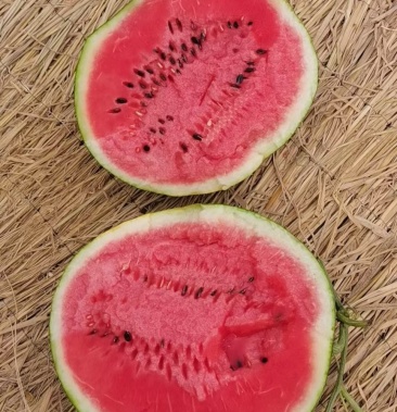 双城西瓜大量上市,产地直发,好货一排排