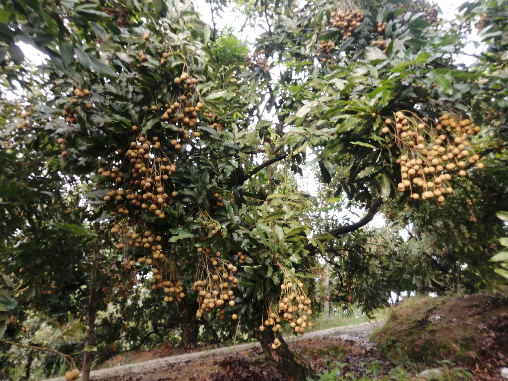 高州储良龙眼母树与标识牌