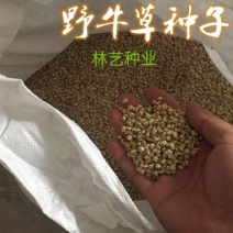 野牛草种子护坡固土草坪草种籽矮生四季长青耐旱耐寒