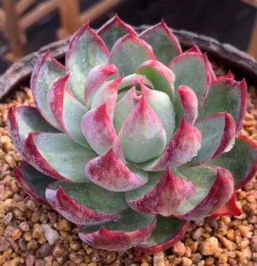 惊鸿仙子 帕比乌斯锦 卡西欧叶插苗多肉