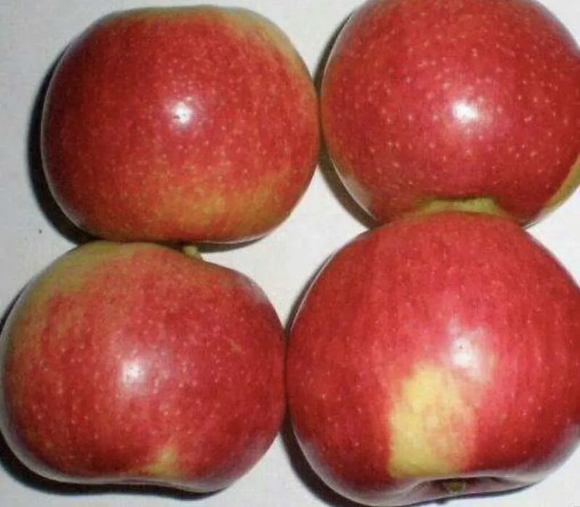 一颗成熟的八美苹果特写,红黄相间的外皮带有自然光泽,果蒂完整,表面无疤痕,旁边切开一半展示乳白色果肉和少量种子,背景虚化为绿叶 八美苹果特写镜头