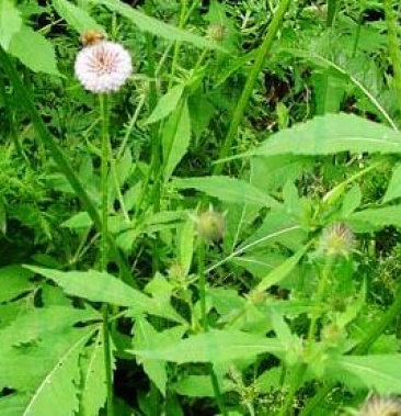 续断种子新货和尚头中药材野生续断正品川段川断川续断接骨草