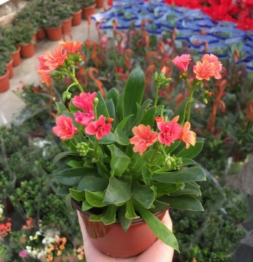 露薇花盆栽带花发货琉苇草花冬季春季花卉阳台开花观花植物