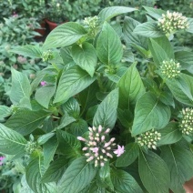 五星花繁星花苗盆栽室内阳台花卉绿植耐热好养带花苞原土原盆