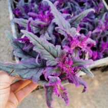 紫鹅绒盆栽紫绒三七天鹅绒花苗彩叶新奇稀有紫鹅绒苗