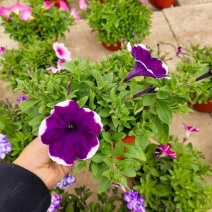 舞春花百万小玲盆栽花卉绿植室外阳台庭院花园垂吊植物易爆盆