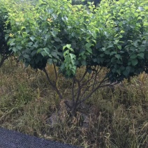 正宗酸梅苗，罗岗梅，大青梅等靓品种苗另外有5公分大的出售