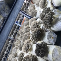 工厂化种植新鲜有机灰树花
