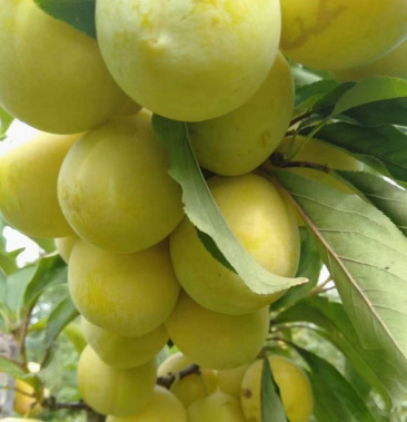 [李子批发]通化干碗李子吉早丰价格3.80元/斤 - 一亩田