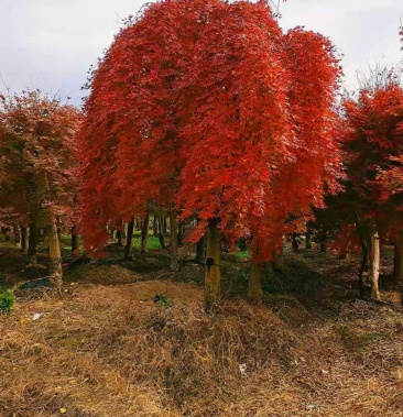 流泉红枫像瀑布一样漂亮
