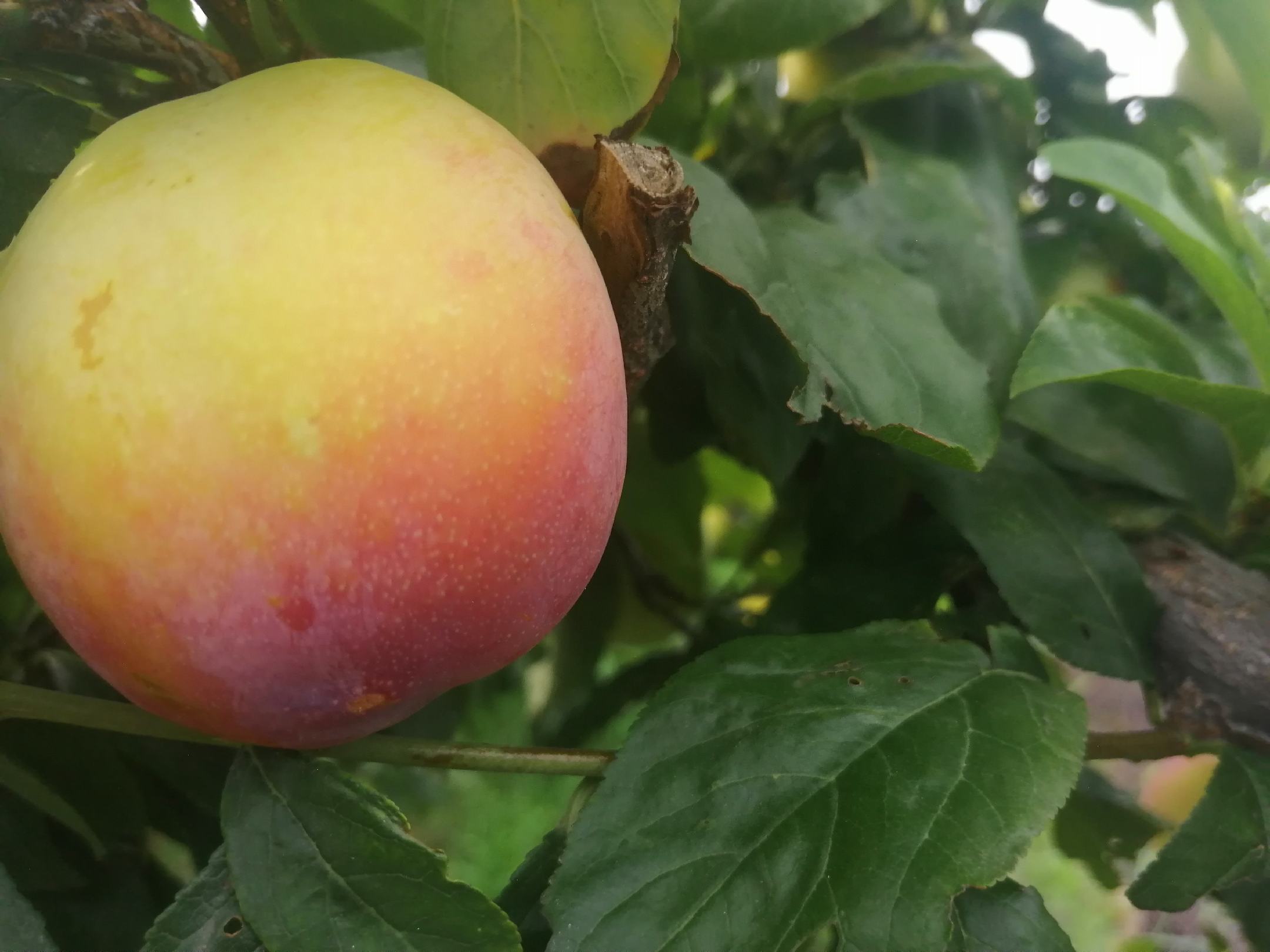 一颗新鲜的黑布林李子,表面带有自然光泽,背景为果园环境 黑布林李子特写