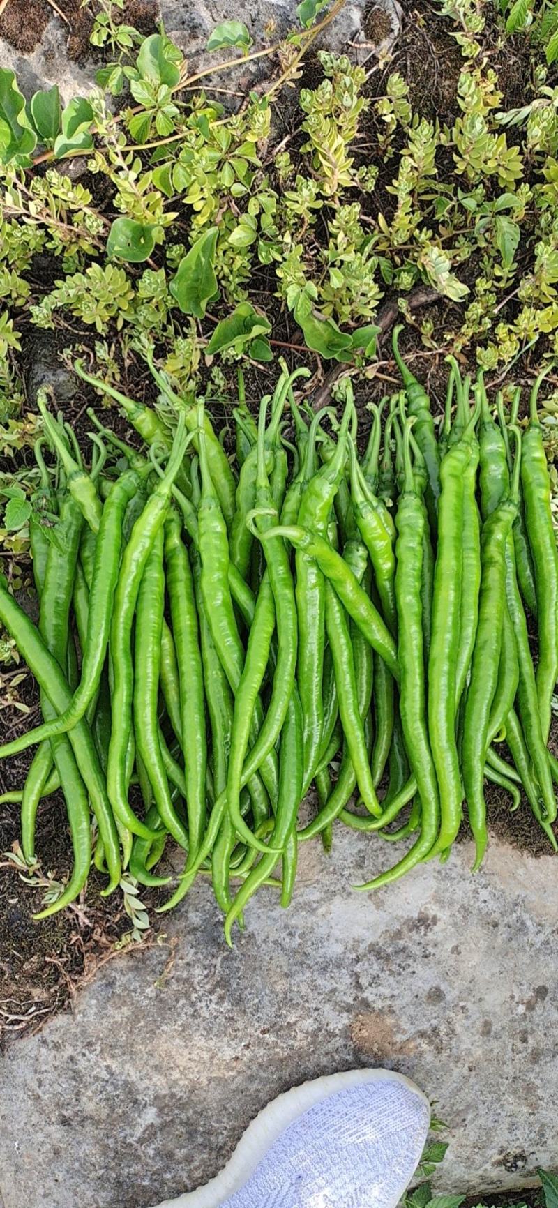 产地直销  八号线椒 大量上市