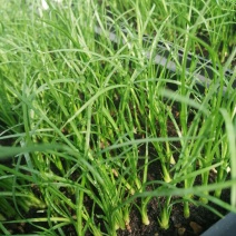 酒瓶兰，四季常青观叶盆栽植物，适合于室内外栽植