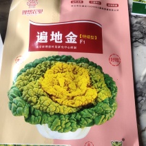 特矮型，黄心及早，遍地金，包子实，半包心，