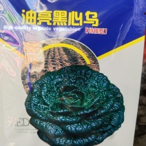 黑心乌种子，特矮型，乌塌菜