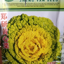 黄心菜种子。
