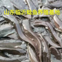 八须胡子鲶鱼常年出售，全年有货，三斤以上都有