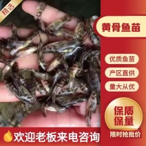 全雄黄骨鱼多种品类供应大量有货常年供应欢迎全国老板