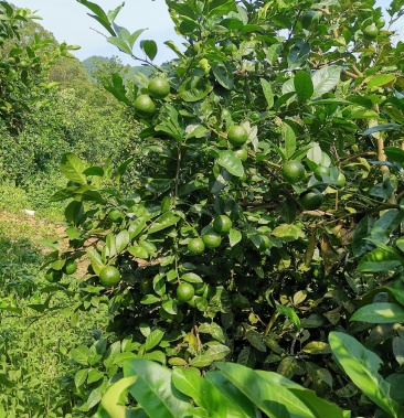 [小青柠批发]广西隆安土柠檬价格3.80元/斤 - 一亩田