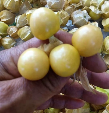 黄菇娘产地直销一手货源