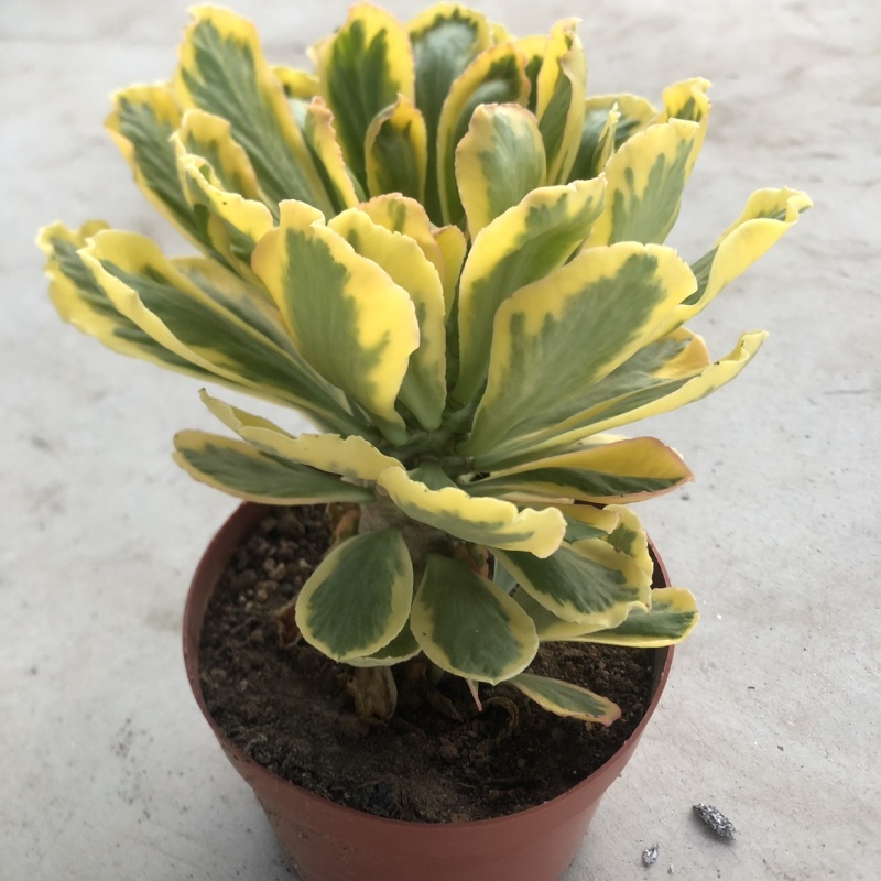 扇贝麒麟锦贝信麒麟多肉植物沙生植物