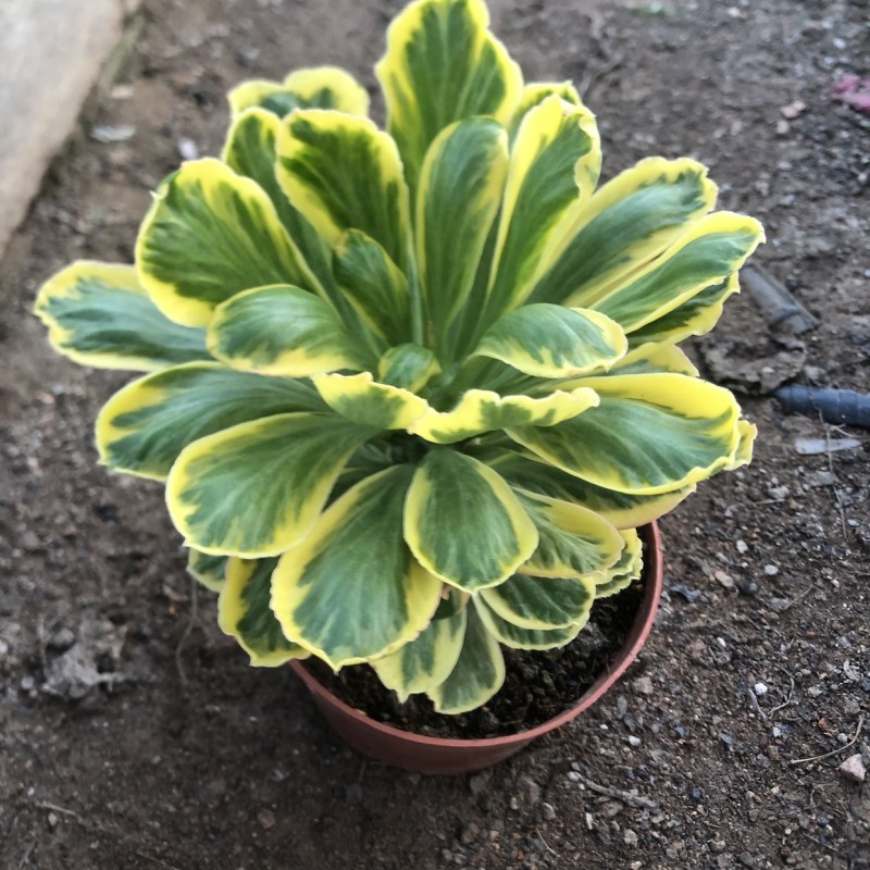 扇贝麒麟锦贝信麒麟多肉植物沙生植物