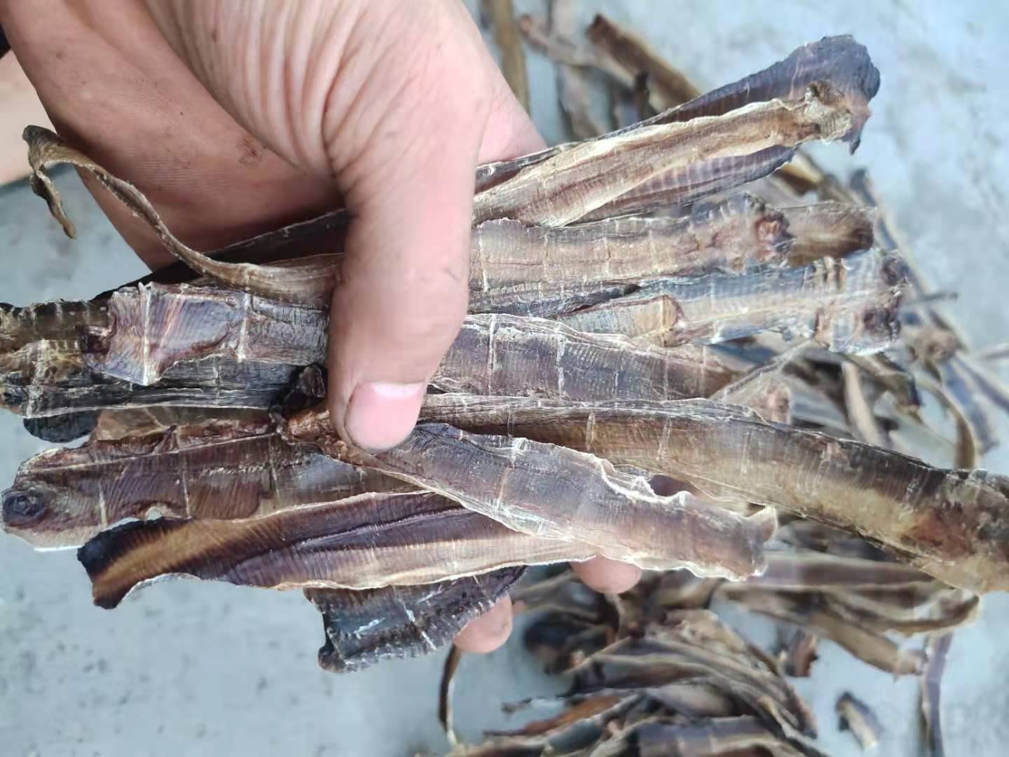 中药地骨皮药材特写