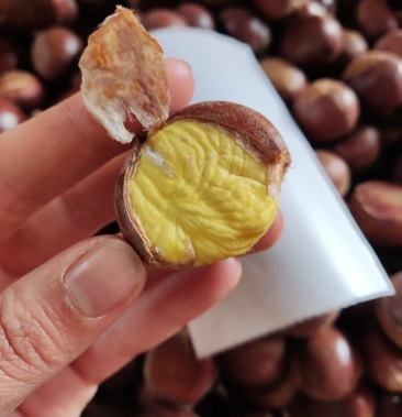 云南新鲜去刺带壳板栗全渠道对接产地直发