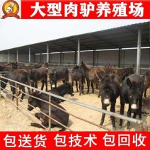 肉驴苗，急售2000头肉驴苗有需要的可以与我联系