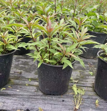 批发佩兰 佩兰加仑杯杯苗基地直销 一手货源 视频看货