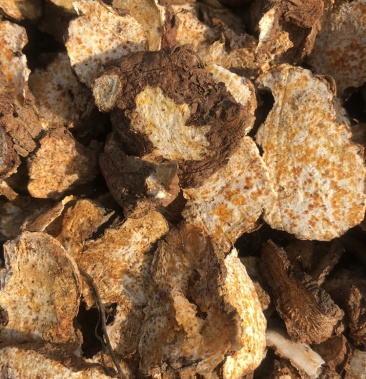 家种苍术片子朱砂点明显颜色白亮编织袋包装