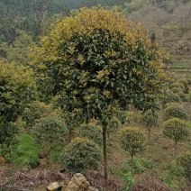 桂花