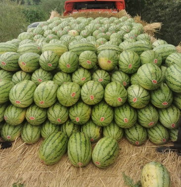 [沙地西瓜批发]内蒙沙地西瓜价格0.55元/斤 - 一亩田