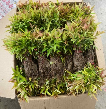 南天竹芽苗1000万供应,基地直销!成活率高,品种多