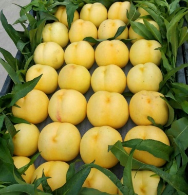 [黄油桃批发]中油8号开园,味道不错价格3.50元/斤 - 一亩田