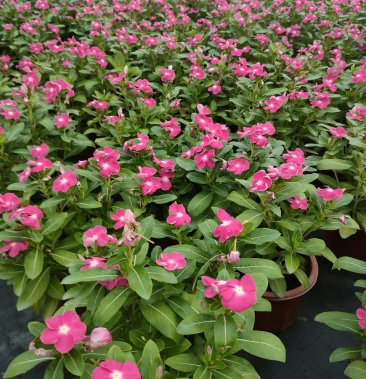 [长春花批发]进口长春花价格1.20元/棵 - 一亩田