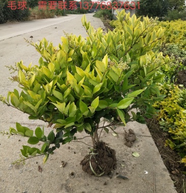 [女贞批发]金森女贞中毛球价格7.00元/棵 - 一亩田