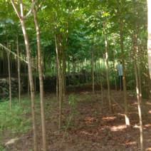 各种规格七叶树，2到40公分规格齐全