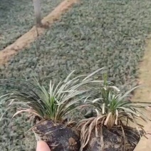 玉龙草矮麦冬地被草花苗木生产基地花卉种植基地