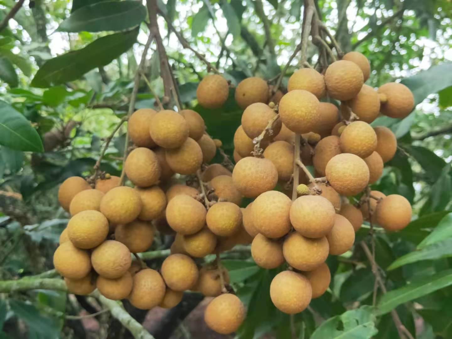 新鲜采摘的储良龙眼特写