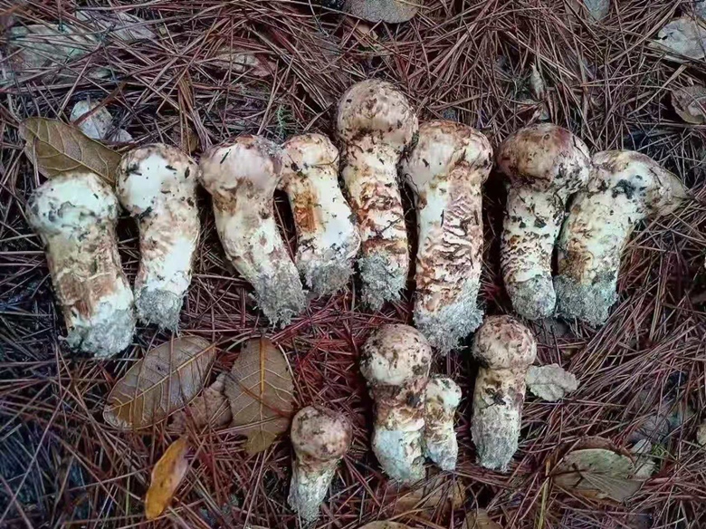 松茸菇与其他菌类对比图