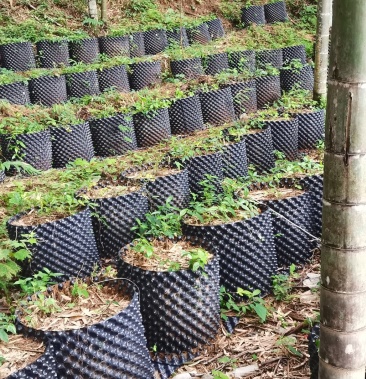 三叶青,又名金丝吊葫芦,反野生林下种植