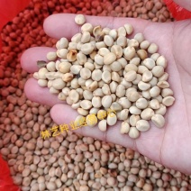 中药材金丝指葫芦种子野生拐子豆小偷豆华佗豆种子跌打豆