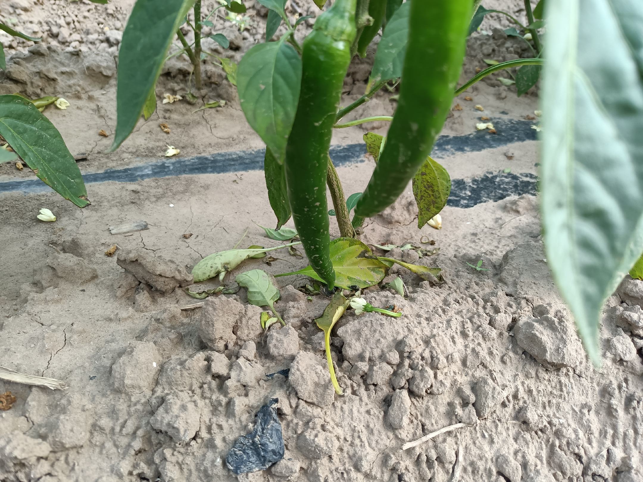 田间绿辣椒在不同生长阶段的颜色变化,左侧为未成熟的鲜绿色小辣椒,中间为开始转黄的半成熟辣椒,右侧为完全成熟的深红色辣椒,展示从绿到红的自然成熟过程,背景为阳光照射下的辣椒种植地 绿辣椒成熟过程对比图