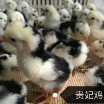 贵妃鸡混合苗